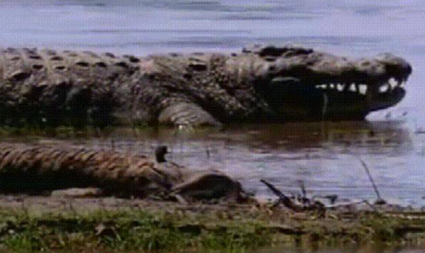 傳奇巨鱷古斯塔夫：十年殘殺300餘人，軍隊打不死，至今逍遙法外