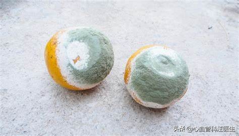 一個“發黴的橘子”引發的降脂革命-他汀的發現之旅 一個“發黴的橘子”引發的降脂革命-他汀的發現之旅