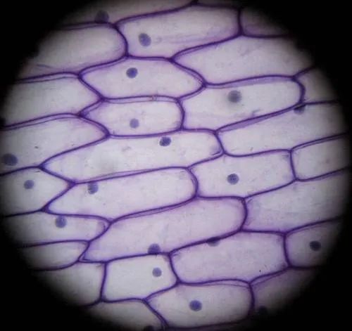 LED不光能用來照明，還能給細胞“染色”？