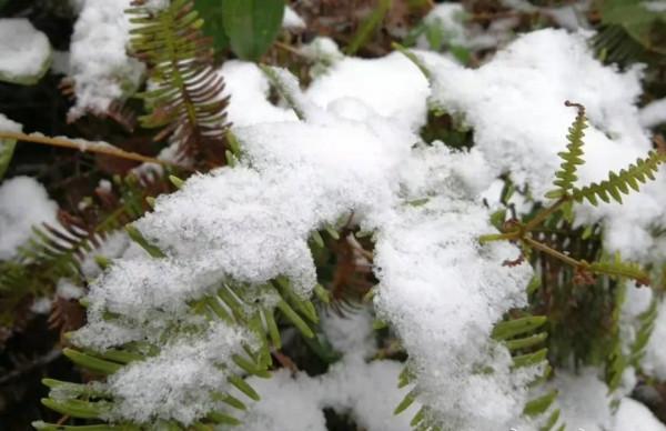 一起賞雪呀 | 今冬福建的初雪可能就要來啦！