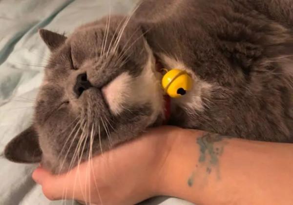 當代青年社交新本領:記住同事的寵物名 當代青年社交新本領:記住同事的寵物名