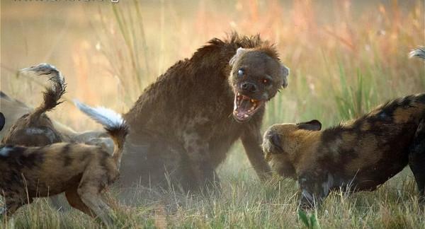 神奇的大自然讓人大開眼界 神奇的大自然讓人大開眼界