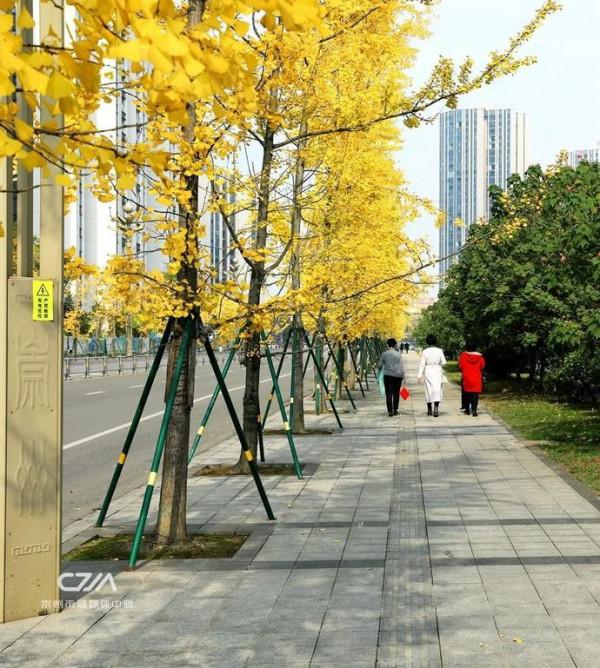 滿城銀杏黃！金燦燦的城區觀賞圖鑑來了