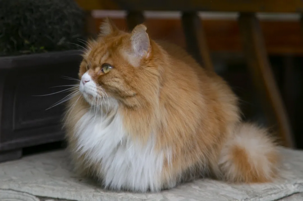 焗南瓜？烤南瓜？還是你要“戴”南瓜？