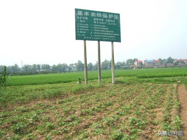 耕地保護越來越嚴,在基本農田種樹會怎樣?兩種結果早知曉 耕地保護越來越嚴,在基本農田種樹會怎樣?兩種結果早知曉