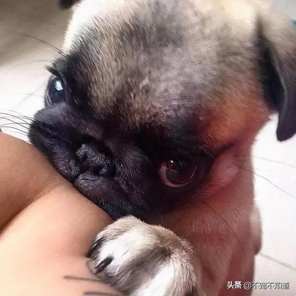 小奶狗影帝附體！飛奔、滑倒、爬起，碰瓷三連一氣呵成