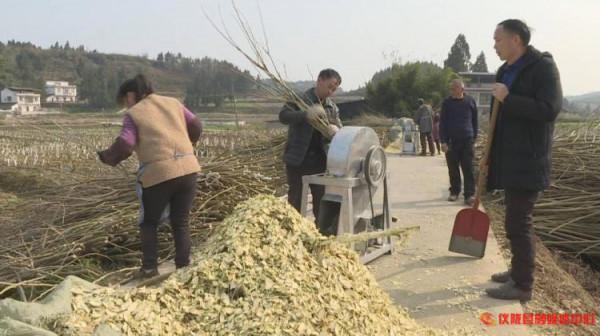 廢棄桑枝變廢為寶成&OpenCurlyDoubleQuote;藥材&rdquo;，療效多