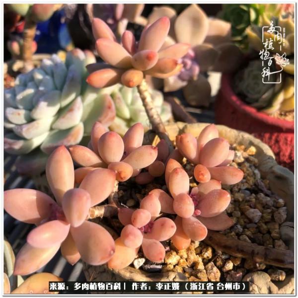 我的多肉，我的小世界