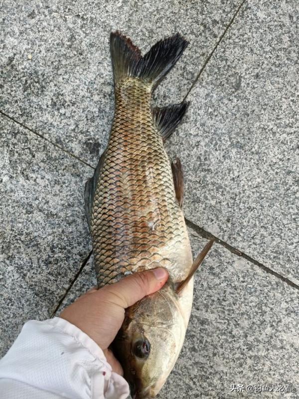 歷經一番驚險刺激的操作，小鉤成功博大魚一條……