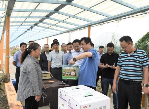 區委書記朱海波專題調研推進古莊牛村農旅融合工作