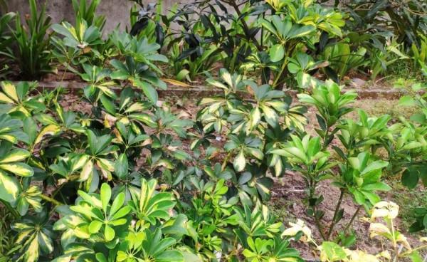 家養鴨腳木，學會一招，越養越多越養越旺，淨化空氣又美觀