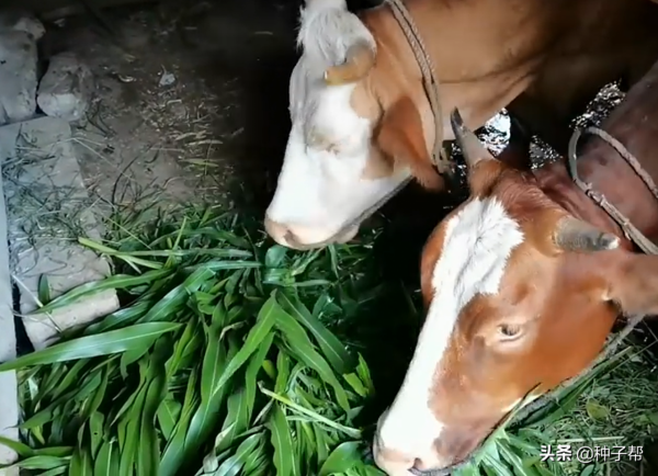 墨西哥玉米草，一畝能頂3~5畝青貯玉米，牛羊愛吃，一年割6~8次