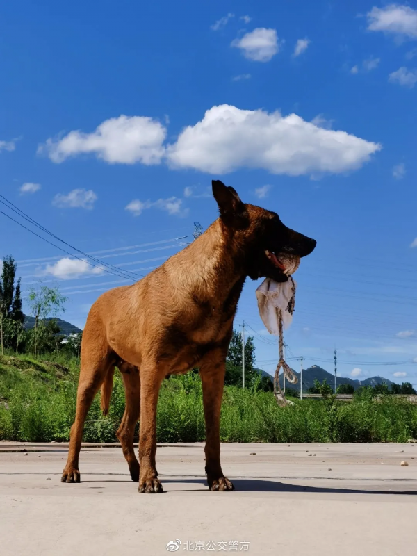又帥又萌 帶你看公交警犬的酷炫寫真