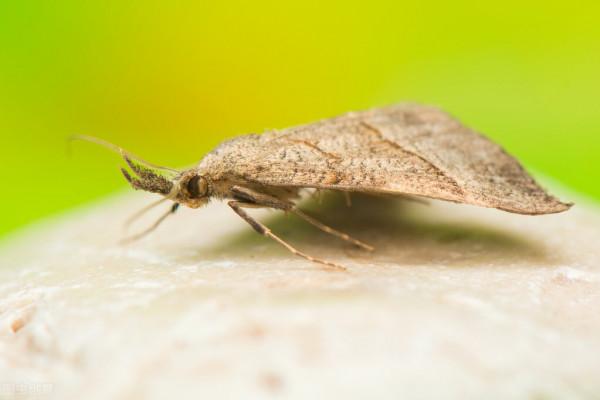 蝴蝶和蛾子翅膀上的粉末有劇毒？｜每天一堂冷知識