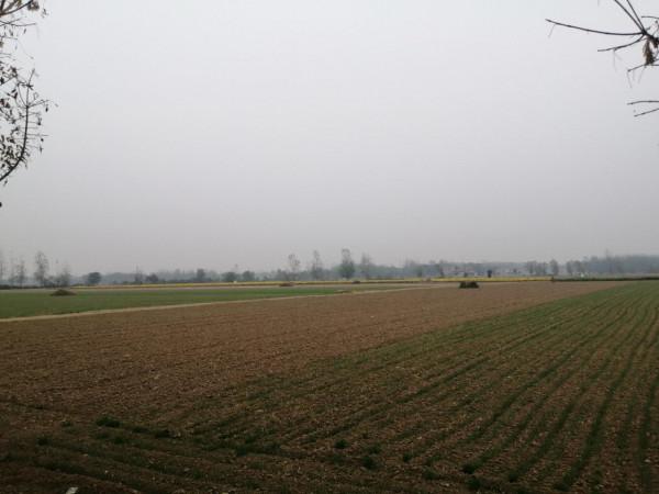 田地裡，有一群群忙碌的老人