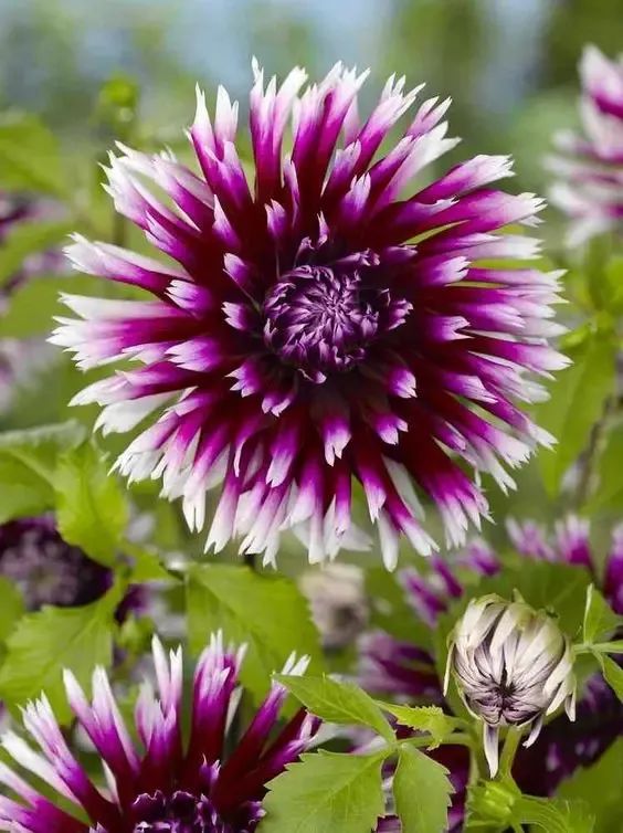 植庫‖豐富多彩的大麗花竟被冠為慘案之名？