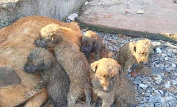 狗狗被拴在老屋前，卻常年得不到食物，主人：養來就是看家的