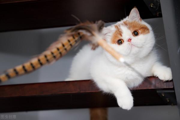 十大最萌動物盤點！看看有咱中國的幾個？