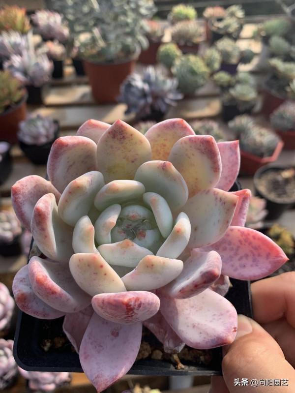 長得像橙夢露的&OpenCurlyDoubleQuote;奧普琳娜&rdquo;，粉色葉子，顏值很高，價格便宜