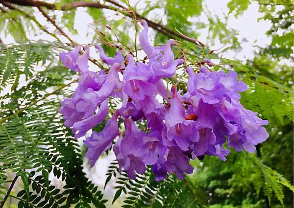 藍花楹～葉、花、果別具特色，具有很好的觀賞效果