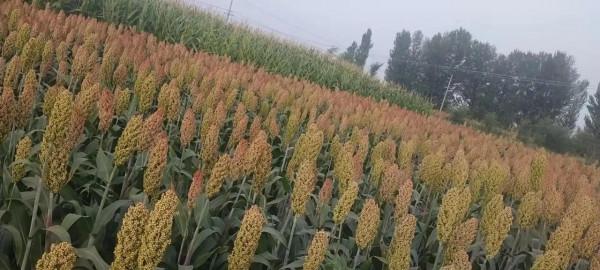 大學回村放羊年收入十五萬 大學回村放羊年收入十五萬