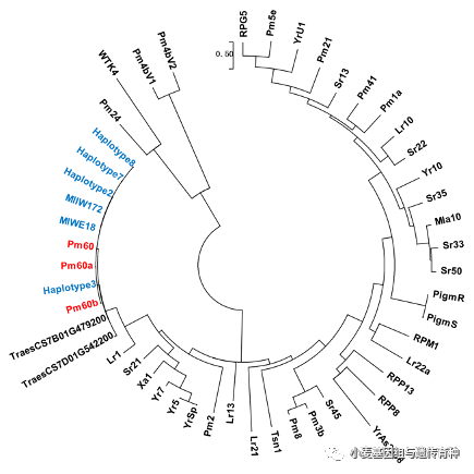 野生二粒小麥抗白粉病基因MlIW172