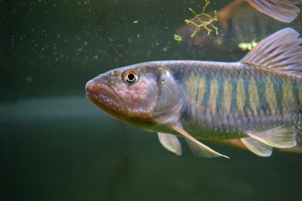 兇猛的小型原生魚 馬口魚