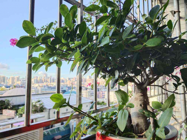 4種花養成盆景格外值錢，5年價格翻一番，還能養成傳家寶