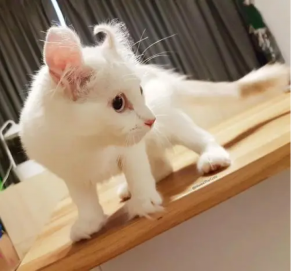 用6種方法來判斷你的貓是否是天才 用6種方法來判斷你的貓是否是天才