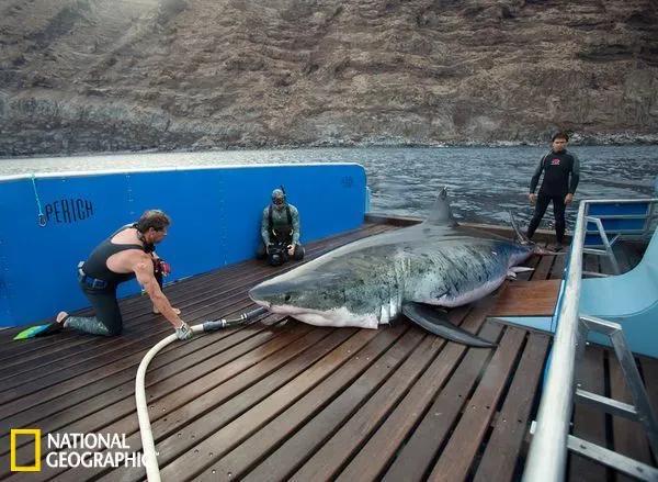盤點那些巨型大白鯊（下）