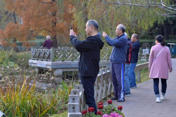 “稀客”駕到！野生白天鵝做客中山公園