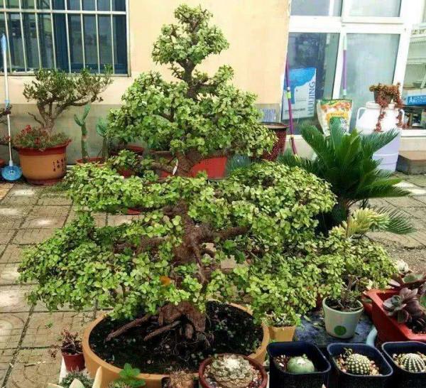 能養成老樁的“7種花”,吉祥大氣“生長年限長”,越養越喜歡 能養成老樁的“7種花”,吉祥大氣“生長年限長”,越養越喜歡