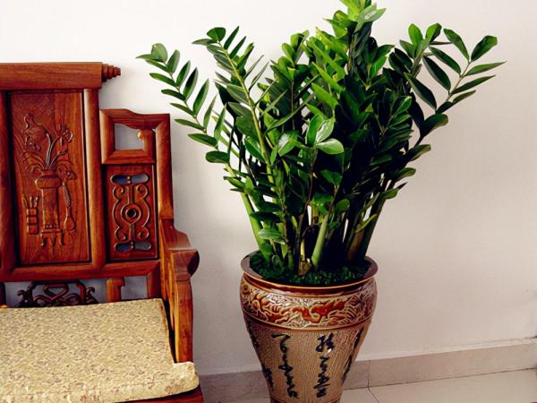 客廳想養“健康花”,建議從這12種裡面選,不僅養人,還大氣吉祥 客廳想養“健康花”,建議從這12種裡面選,不僅養人,還大氣吉祥