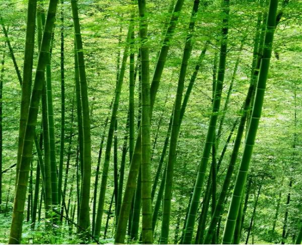 冷軍：用油畫畫竹子，我是第一人，中國人沒人畫過，西方人不會畫