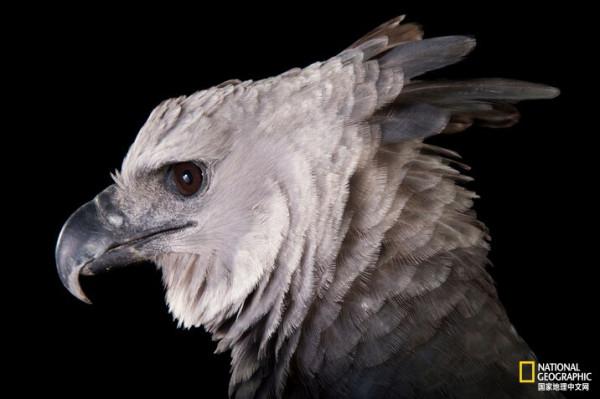 同樣都是雕,差距咋那麼大呢? 同樣都是雕,差距咋那麼大呢?