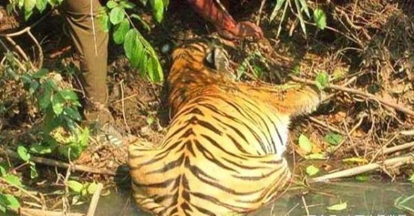 遙想：最後一隻華南虎在羅霄山脈中絕望地嘆息一聲，閉上眼睛