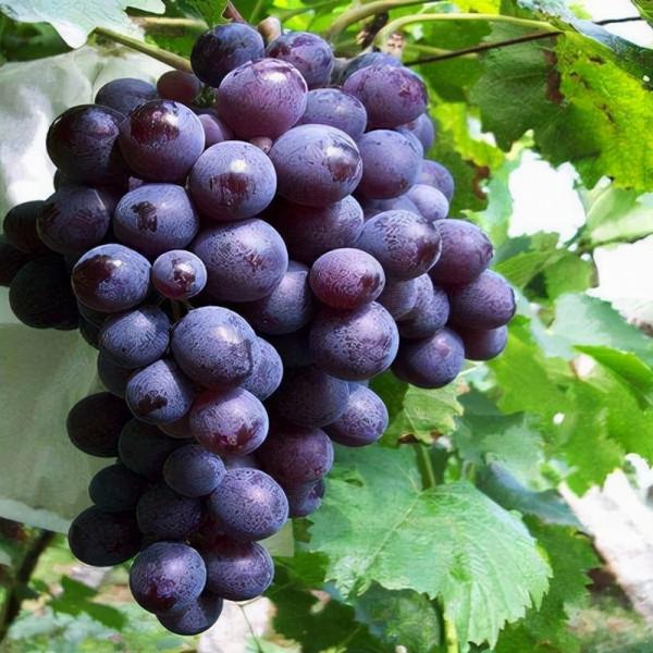 葡萄立功了?中國科學家從葡萄中發現益壽分子,有望延長64.2% 葡萄立功了?中國科學家從葡萄中發現益壽分子,有望延長64.2%