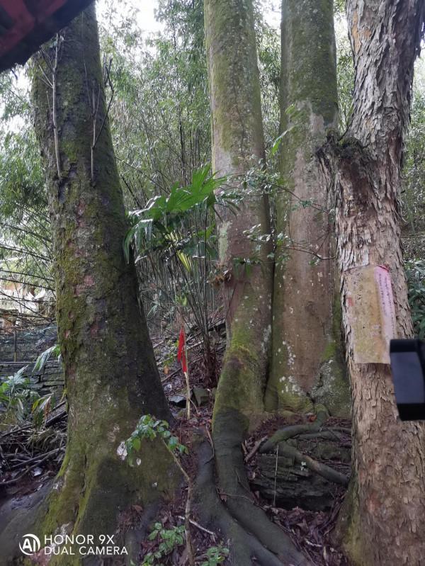 苗寨景區旅遊,看上價值2500元的銀碗值得買嗎?有沒有收藏價值? 苗寨景區旅遊,看上價值2500元的銀碗值得買嗎?有沒有收藏價值?