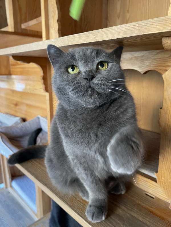 《論“肚腩”對小貓咪的重要性》