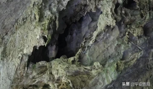 國家一級保護動物！全球只有1900多隻的野生黑葉猴，在貴州這裡就有1200多隻！