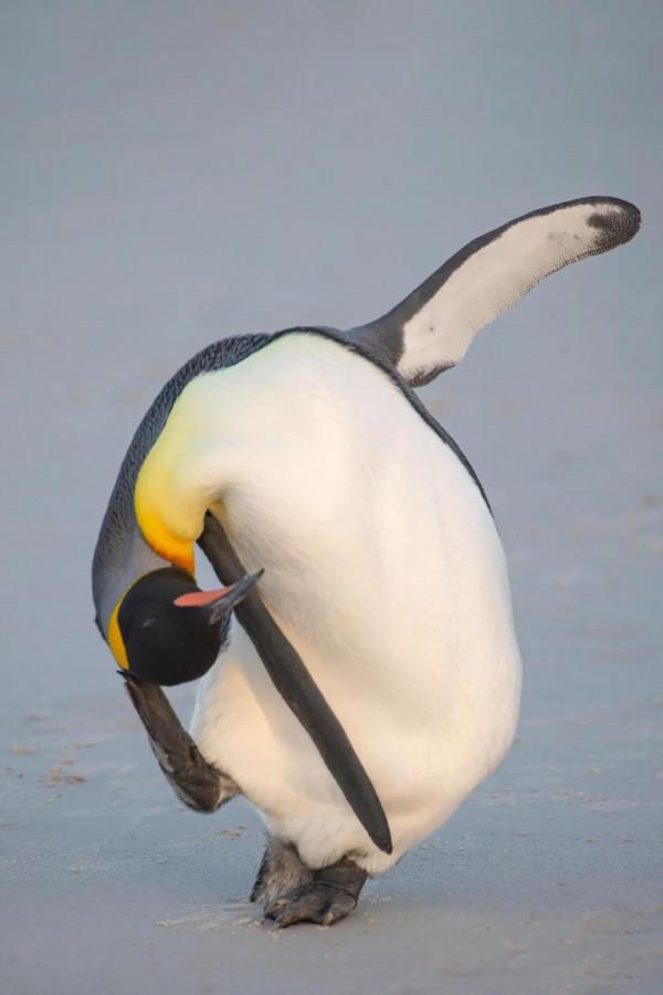 賈玲這張紅毯照太可了