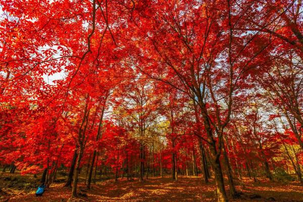吉林樺甸:楓葉如丹,又見一年秋映紅 吉林樺甸:楓葉如丹,又見一年秋映紅