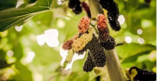 長在桑樹上的“黃金”，過去人們不識貨，如今千元一斤難買到