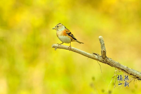 燕雀安知鴻鵠之志？此燕雀非彼燕雀