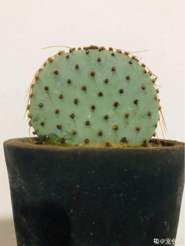 新房裝修完,養盆“天然淨化器”,淨化空氣身體棒 新房裝修完,養盆“天然淨化器”,淨化空氣身體棒