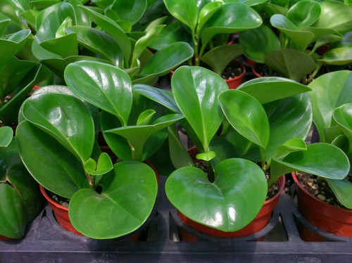 家居裝飾中具有較高價值的小型觀賞植物&mdash;&mdash;豆瓣綠