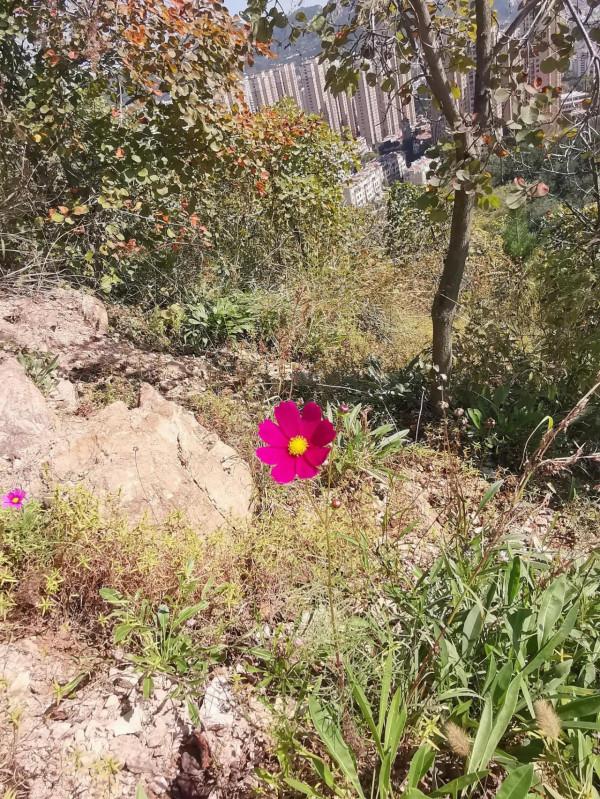 首遊老虎山公園 首遊老虎山公園