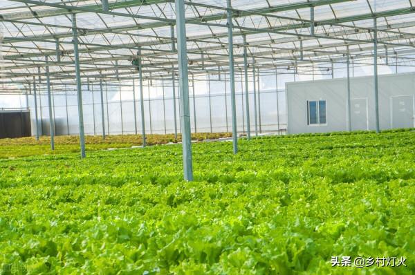 這些蔬菜只需要20天左右就能收穫，你知道嗎？