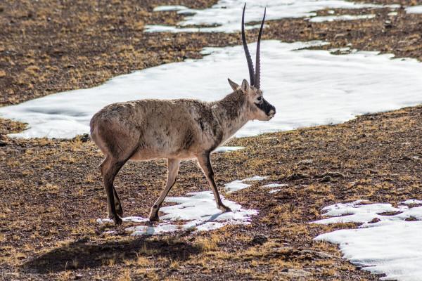 1994年索南達傑被盜獵者殺害,妹夫繼承其遺志,三年後卻中槍身亡 1994年索南達傑被盜獵者殺害,妹夫繼承其遺志,三年後卻中槍身亡