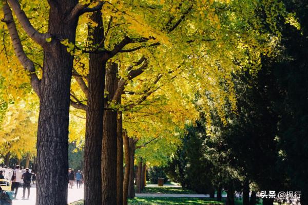 再有半個月，北京將迎來最美的季節，12個銀杏寶藏地，附機位攻略